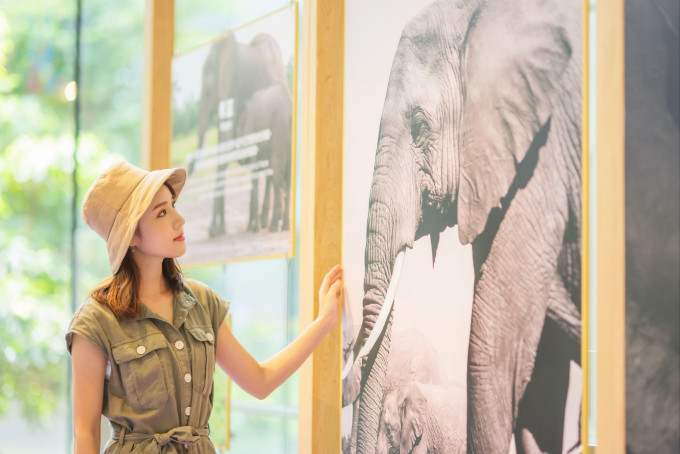 場內設有由保育機構The Elephant Society提供資訊的非洲象展覽。
