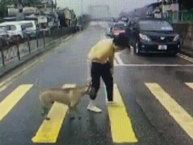 一名好心司機下車帶領唐狗過馬路。  網民Kenny Ho影片截圖