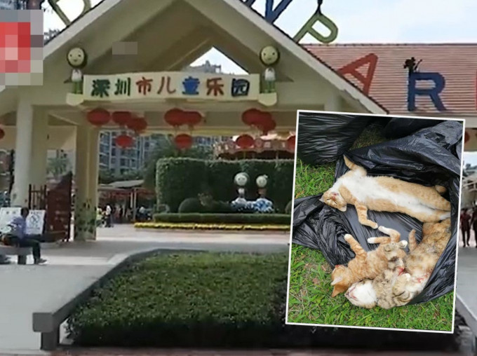 深圳市儿童乐园内有8只流浪猫疑被人毒杀。网图