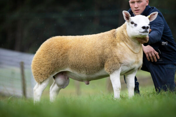 蘇格蘭拍賣會以逾370萬天價成交一隻名為「雙鑽」的羊。(網圖)