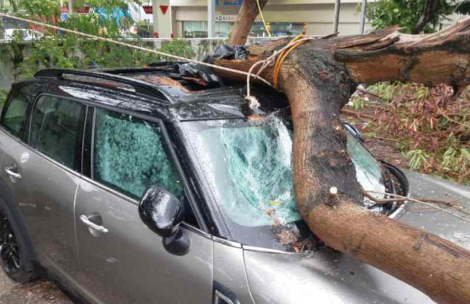 塌樹壓中私家車頂擋風玻璃爆裂。