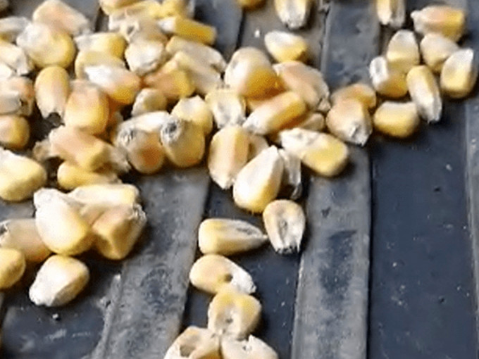 吉林大安一个粮库竞拍的玉米，被指有大量被虫咬过。(网图)