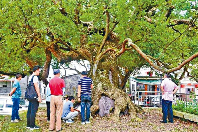 ■深圳大鹏新区的古樟树。
