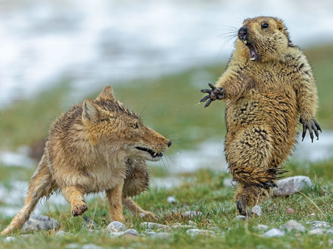 包永慶捕捉到一頭狐狸撲食一隻土撥鼠的瞬間。　網圖