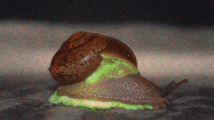 腹足外缘及外套膜发光的Phuphania globosa。此图由不同曝光的照片合成。 中部大学