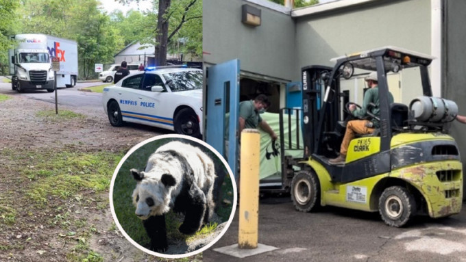 旅美大熊猫「丫丫」离开田纳西州孟菲斯动物园，启程回国。(微博)