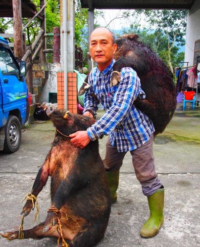 吉呀努将两头山猪背下山。自由时报