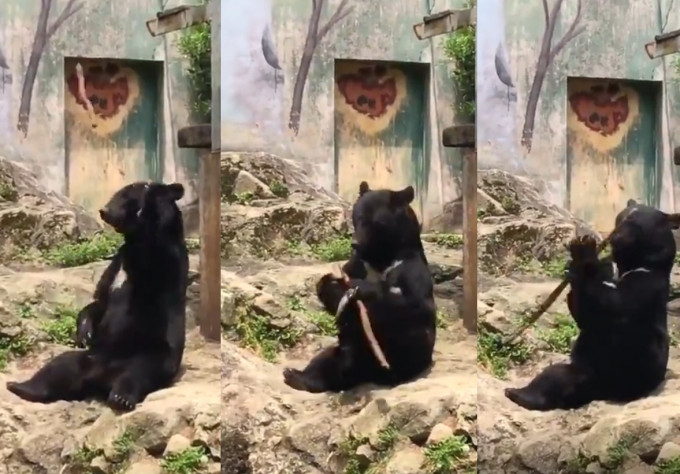 廣島動物園神奇黑熊 大耍木棍特技。影片截圖