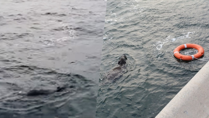 上環一隻野豬游渡海泳，水警拋救生圈救援。FB圖片