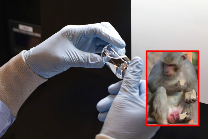 美国科学家用猴子进行实验。AP