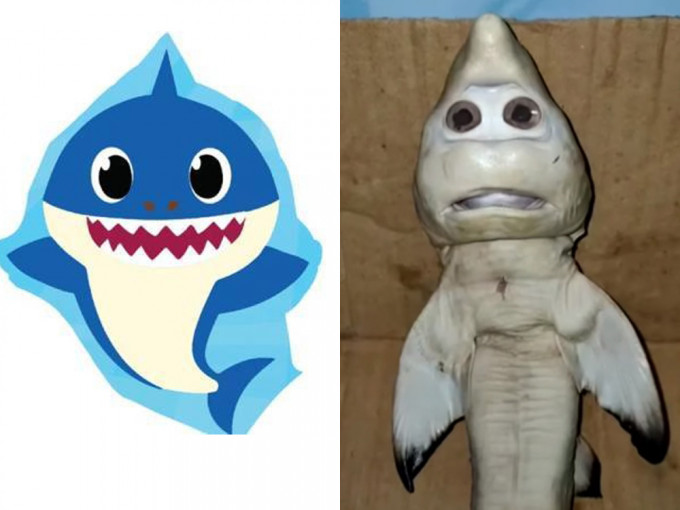 印尼漁夫母鯊肚內驚見人臉幼鯊魚，有網民稱 似足Baby Shark。（網圖）