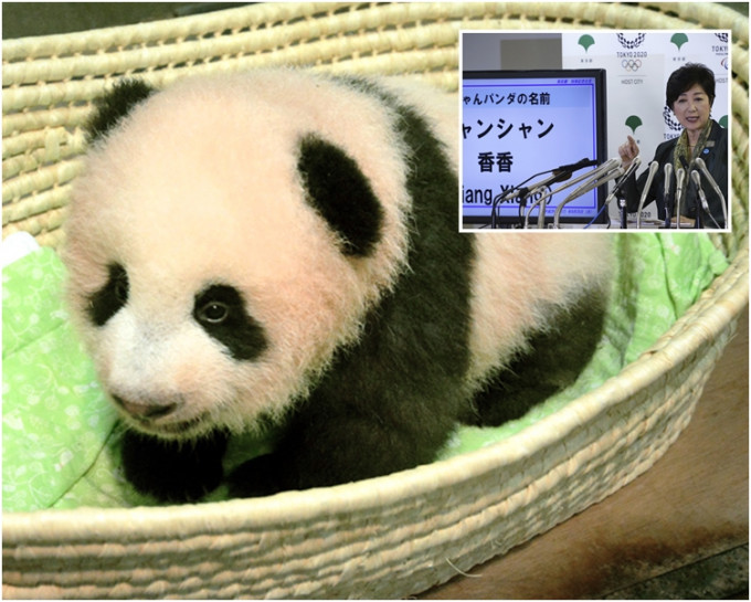 小池百合子舉行記者會，公布小熊貓名叫「香香」。AP
