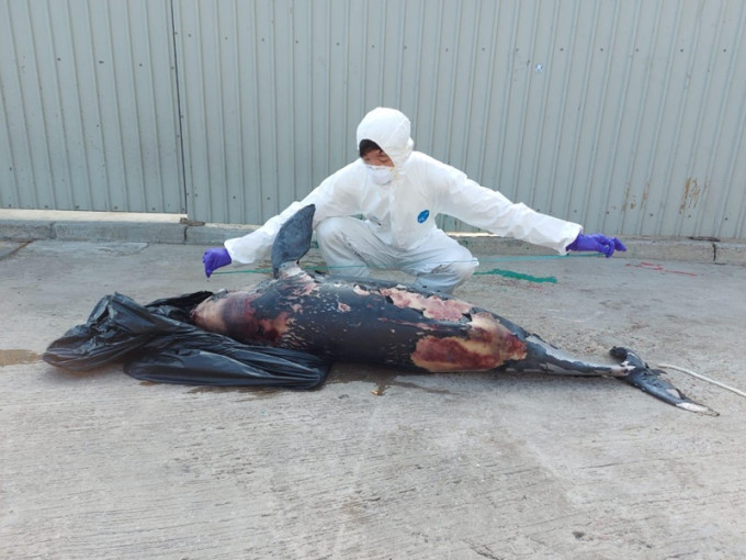 江豚尸体已严重腐烂。图：香港海洋公园保育基金