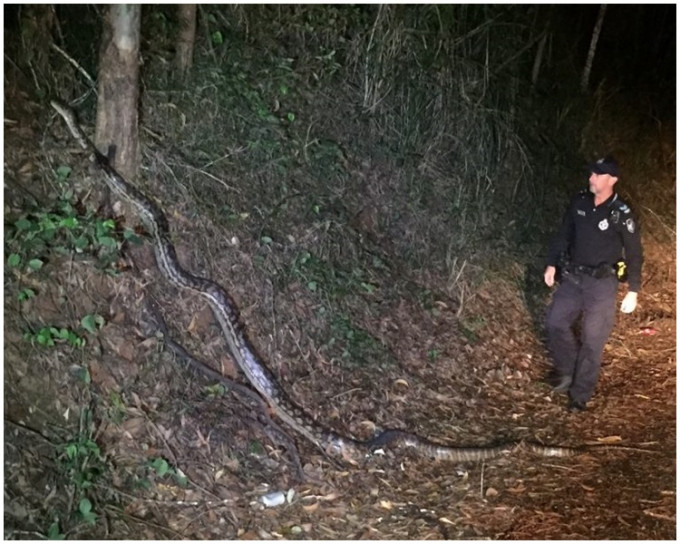 巨蟒估計長達五米。Queensland Police Service 圖片