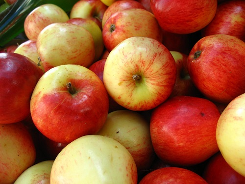有學者指蘋果源自新疆。資料圖片