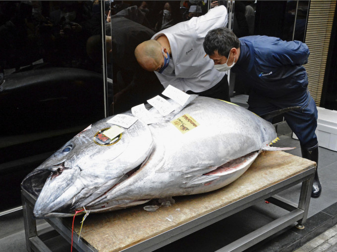 最高價為青森縣大間港捕撈的藍鰭吞拿魚，以2084萬日圓成交。AP圖片