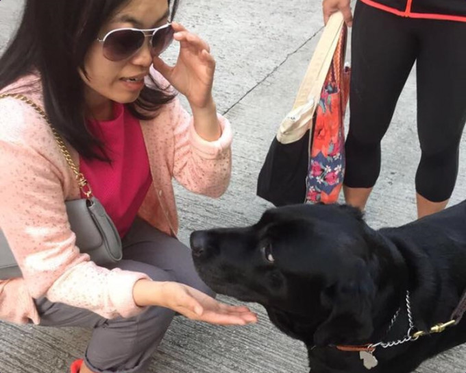 导盲犬有导盲犬牌六年。专页GuideDog Nana图片