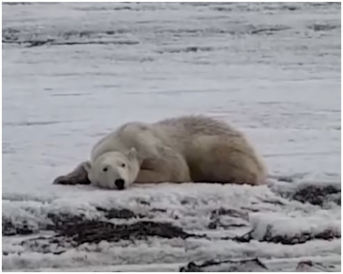 北极熊误闯俄罗斯。影片截图