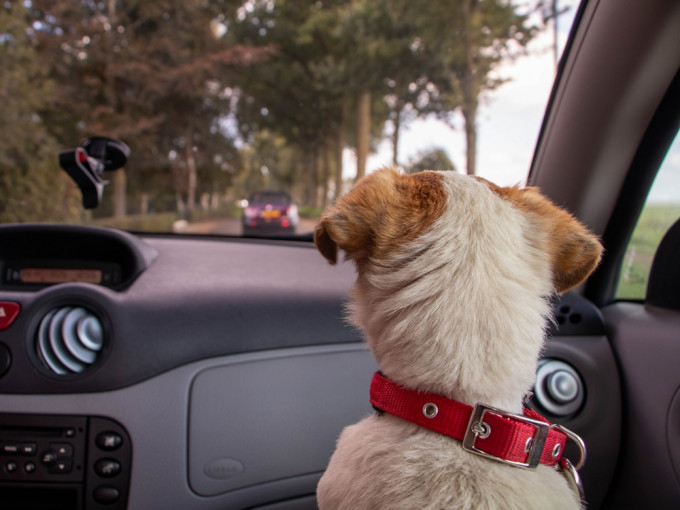 狗狗按平日习惯坐到座椅上，司机即时开声喝止，狗主当下已立即把爱犬拉回脚边。unsplash图片