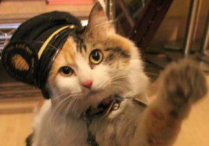 二玉是和歌山纪之川市贵志站的明星猫站长。和歌山电铁官网