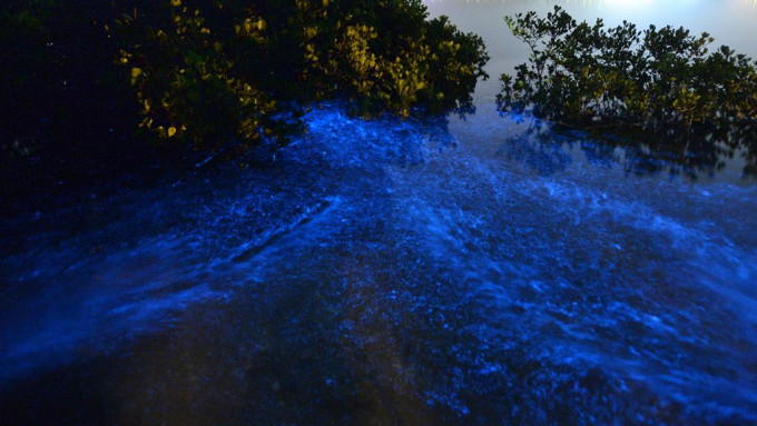 夜光藻。资料图片