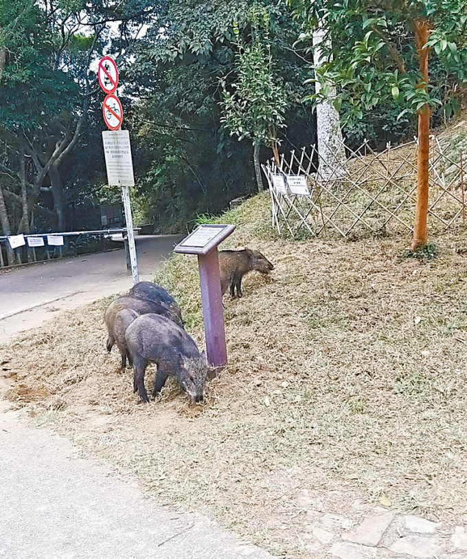 柏架山道一帶經常有野豬出沒。