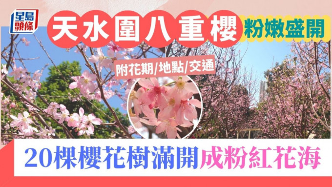 天水围樱花2024｜天水围公园20棵八重樱花盛开！地点/交通/开放时间