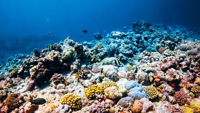 黃岩島海域的珊瑚礁一隅。