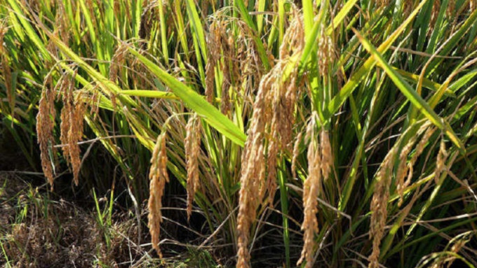 「超級稻」 創下畝產1251公斤刷新世界紀錄。人民網