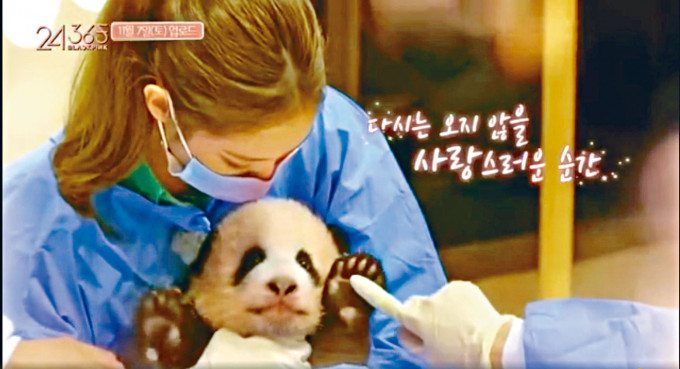 ■Jennie被指責化了妝及沒戴保護帽抱小熊貓，可能令小熊貓受刺激。