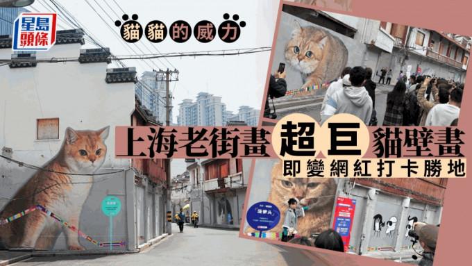 上海外灘方浜中路近日成為一條人氣「貓街」。(微博)