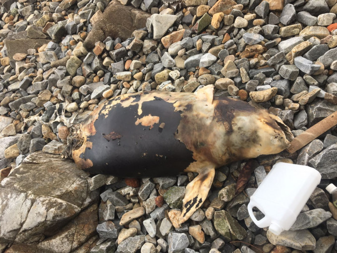 江豚擱淺屍體。香港海洋公園保育基金圖片