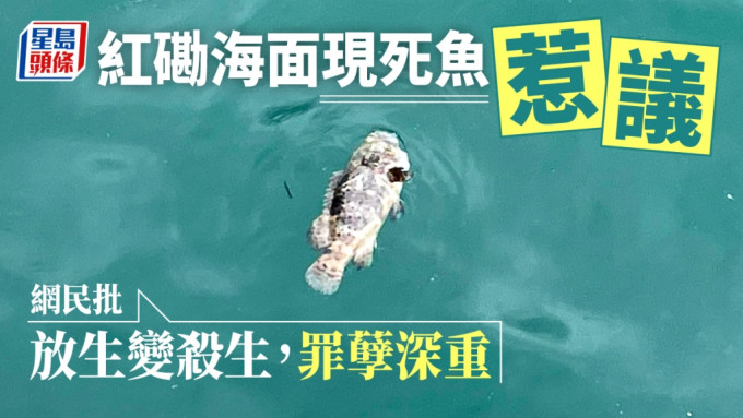 红磡海面现死鱼，引起网民热议。「香港街市鱼类海鲜研究社」FB