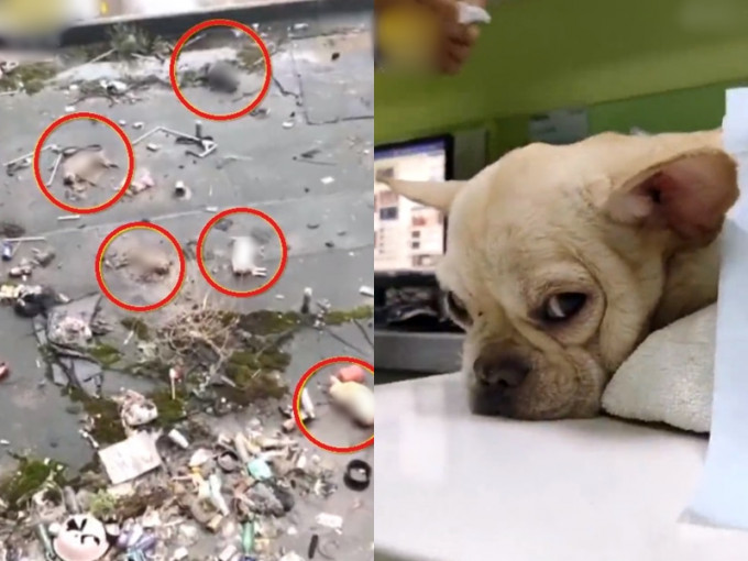 甘肅近日有人從高處連拋5隻活狗向一戶平房的頂樓，導致4死1傷。　影片截圖