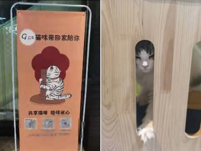 四川现「共享猫咪」9.9人民币一天，引发争议。（网图）