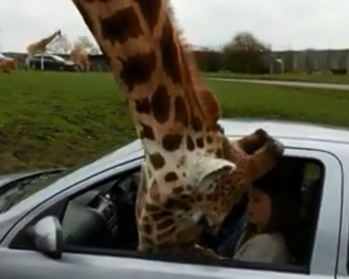 长颈鹿向车内游客讨食物。网图