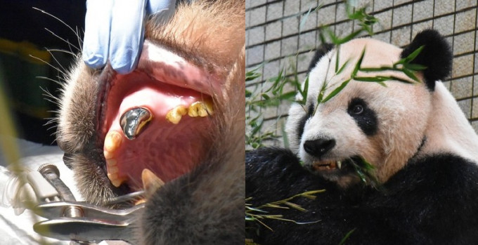 「團團」因犬齒斷裂流血，台北市立動物園為牠治療及補牙外，更裝上鈦金屬牙套。