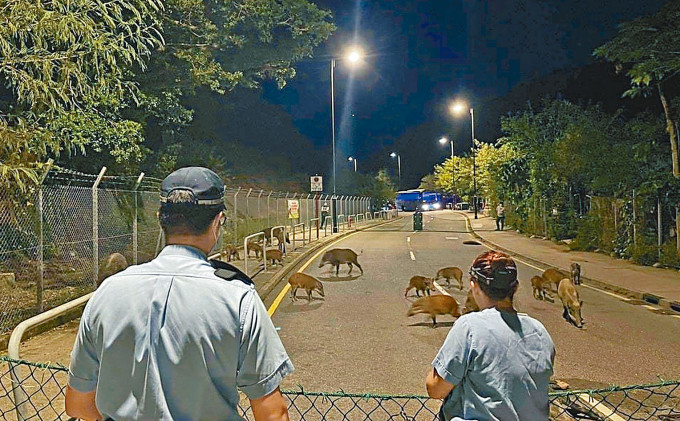 警方及渔护署以网栏包围捕捉野猪避孕。