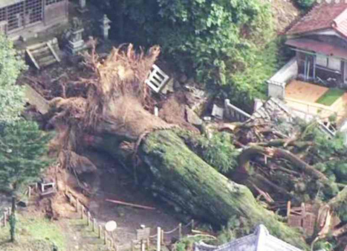 千年神木不敵暴雨轟然倒塌。NHK