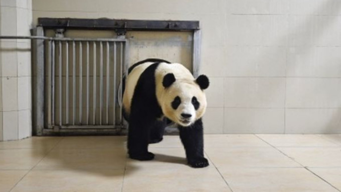 旅韩大熊猫「福宝」返抵四川。