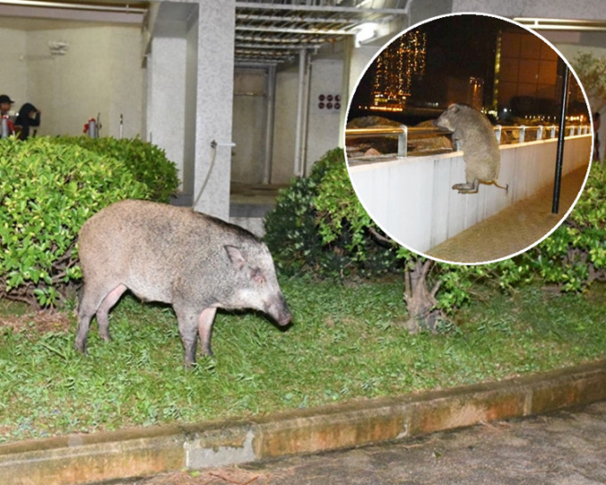 野猪在杏花村海傍出现。