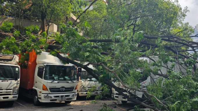 葵涌大榕树倒塌 6货车遭殃幸无人伤。事主提供