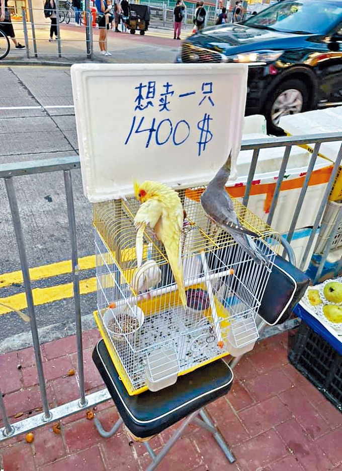 ■水果店外有三隻鸚鵡，雀籠上擺放一塊寫有價錢的發泡膠蓋。