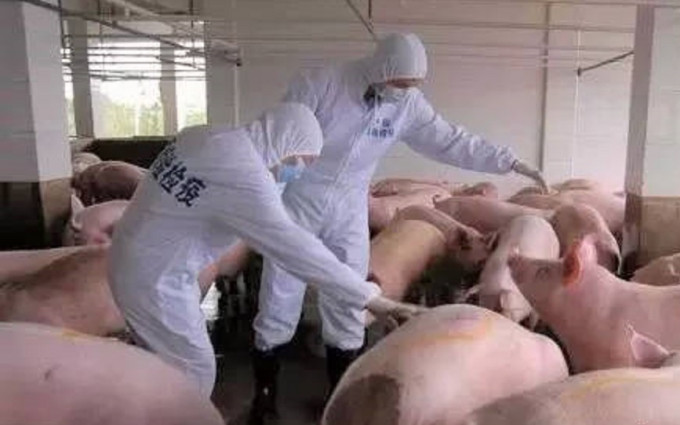 安徽再現非洲豬瘟個案。網上圖片