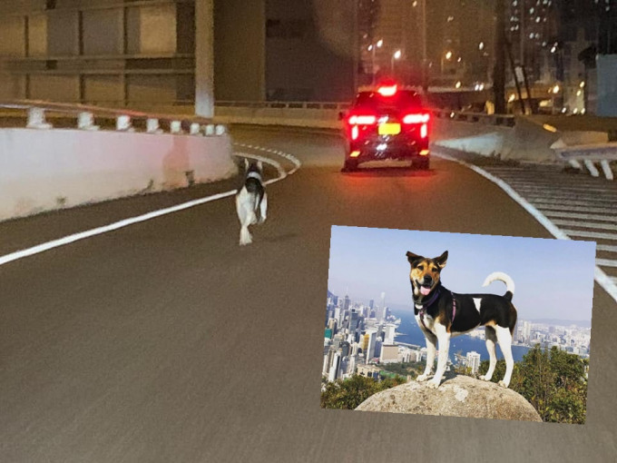 有网民昨晚在西九龙公路发现唐狗女Tri的行踪。网上图片