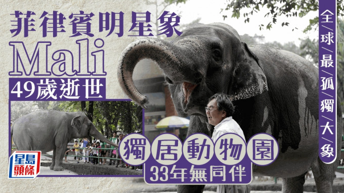 全球最孤獨大象︱菲律賓明星象49歲離世 被圈養動物園33年無同伴