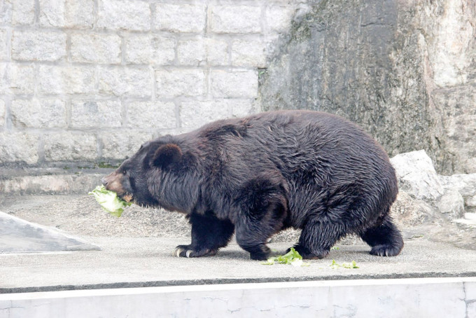 陪伴澳門人成長的亞洲黑熊BoBo今早逝世，終年35歲。