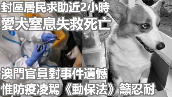 澳門有居民家中愛犬進食時哽噎窒息死亡。網上圖片