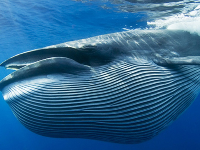 深圳大鹏海域出现布氏鲸。示意图