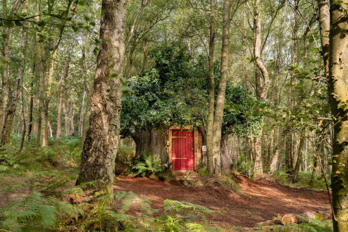 Bearbnb還原小熊維尼在森林的住所。Airbnb網站圖片
